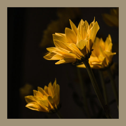 Our Dream - Sheet Music